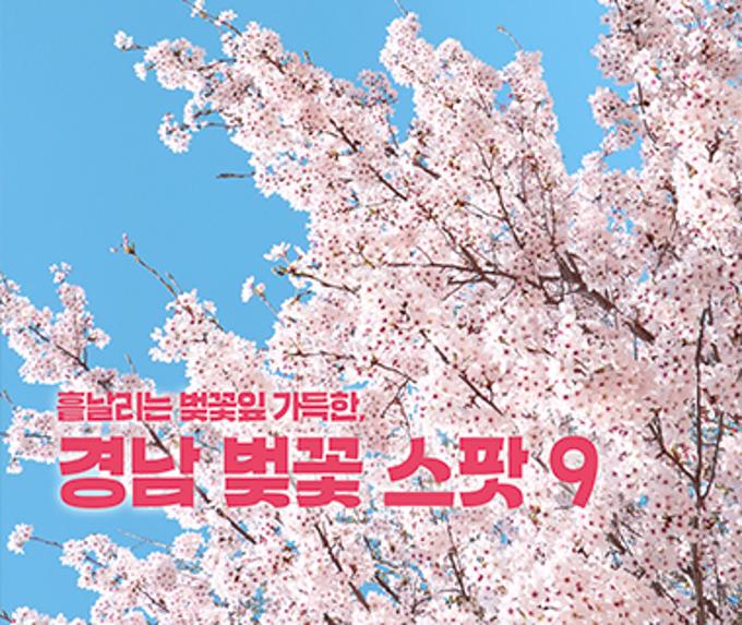 흩날리는 벚꽃잎 가득한 경남 벚꽃 스팟9