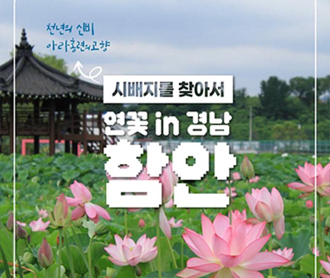 아라홍련 시배지 in 경남 함안